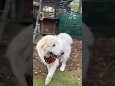 Lily リリー #greatpyrenees #todaysrunrun #グレートピレニーズ #今日のルンルン
