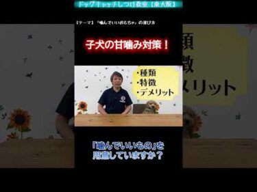 犬の甘噛み、どうしたらいい？「噛んでいいおもちゃ」を用意しよう！【犬のしつけ】