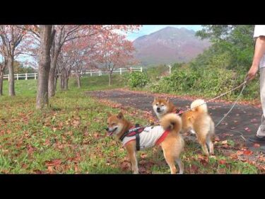 柴犬が凄すぎて、ママ限界です。