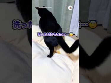 お布団洗ったばかりなのに…｜PECO