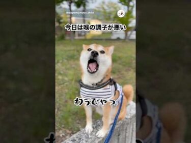 今日の遠吠え、失敗｜PECO