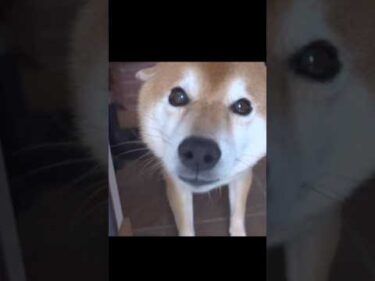ペットカメラには柴犬の真実の姿が映ってました笑  #shibainu #犬のいる暮らし #かわいい