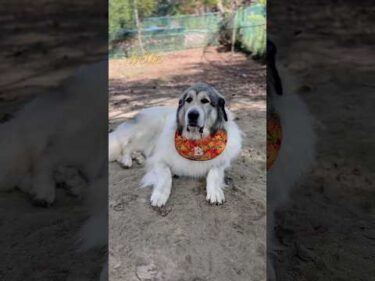 Belle ベル #greatpyrenees #todaysrunrun #グレートピレニーズ #今日のルンルン