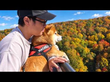 柴犬へ、もう勘弁してください。