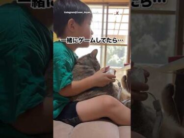 ショコラちゃん、やられる｜PECO