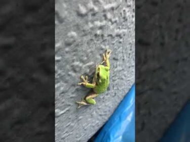銀行口座開設できました（一般社団法人保護犬達の楽園）