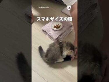 スマホの上に乗る猫｜PECO