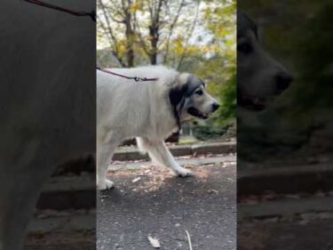 Belle ベル #greatpyrenees #todaysrunrun #グレートピレニーズ #今日のルンルン