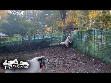いつか仕留める！毎朝軽トラに果敢に挑むリリーです　Great Pyrenees　グレートピレニーズ