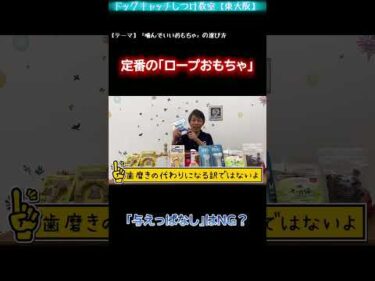 犬のロープおもちゃ、与えっぱなしは危険？【犬のしつけ】