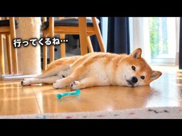 不機嫌な柴犬を置いて出かけると‥本音が映ってました。