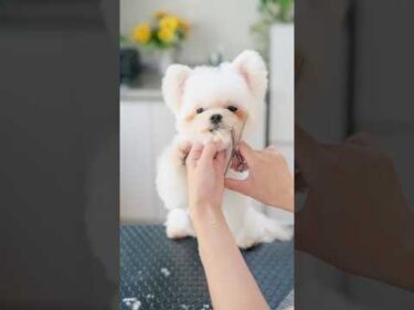 前足が出ちゃう可愛い子犬をトリミングしたら・・・✂️