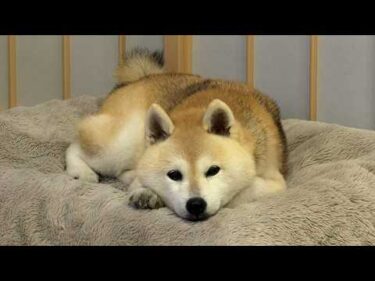 しきしき言うと慌てふためいてしまう柴犬