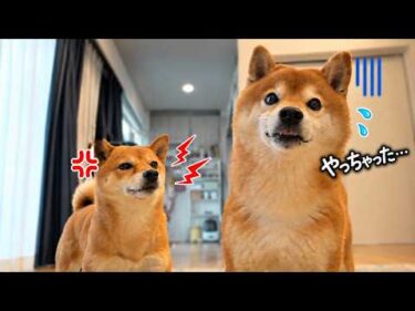 柴犬、まさかの大失態。