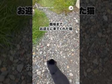 猫と一緒に帰る｜PECO