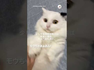 愛情に戸惑う猫｜PECO