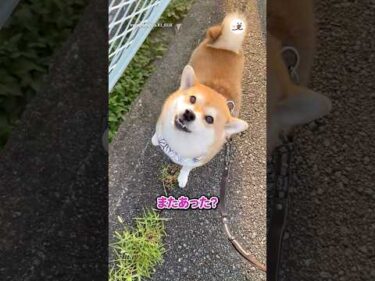 石を見つけるたびに報告してくる柴犬｜PECO