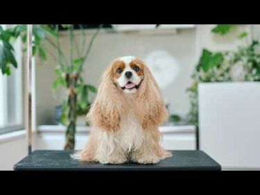 モフモフすぎるお耳が可愛い！シャンプーはちょっと眠たいキャバリアのトリミング