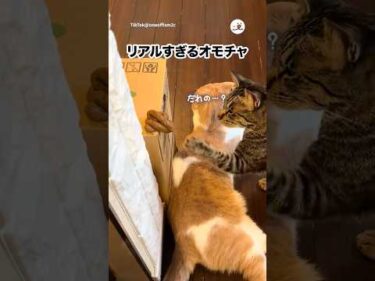 リアルすぎるおもちゃに猫も騙される｜PECO