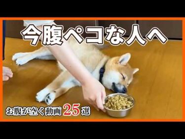【食欲の秋到来！】食欲をそそるペット動画25選😋｜PECO