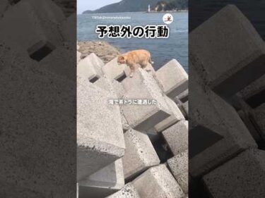 茶トラに案内された場所が…｜PECO