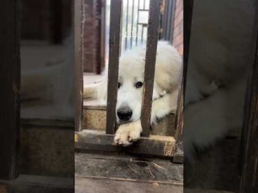 Lily リリー #greatpyrenees #todaysrunrun #グレートピレニーズ #今日のルンルン