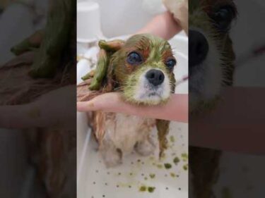 【動画全編は⬇️】もっふもふキャバリアがシャンプーしたら