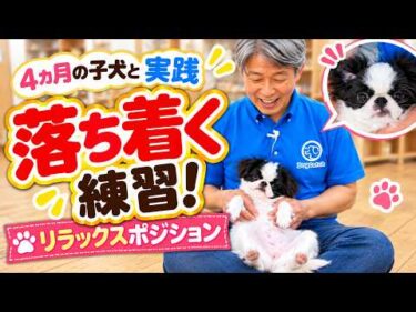 子犬のしつけ｜リラックスポジションの練習！4ヵ月の子犬と実践