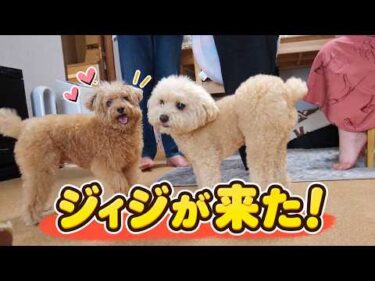 生後2週間の赤ちゃんに会いに来たジィジ！久しぶりの再会に大喜びするトイプードルたち