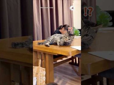 お姉ちゃんが突然いなくなったら…｜PECO