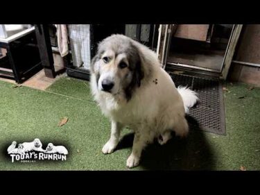 夜のブラッシングはあからさまに不満そうな顔をするベルです　Great Pyrenees　グレートピレニーズ