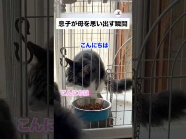 母猫を思い出した瞬間｜PECO