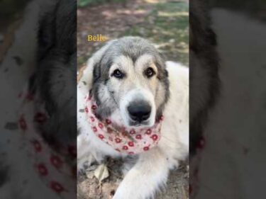 Belle ベル #greatpyrenees #todaysrunrun #グレートピレニーズ #今日のルンルン