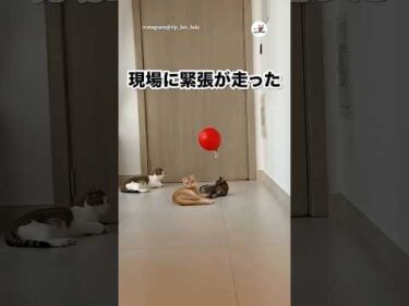 風船をあげた結果…｜PECO