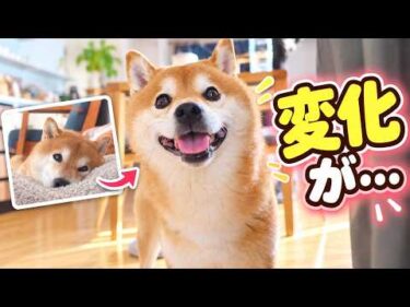 心配していた柴犬に変化がありました。