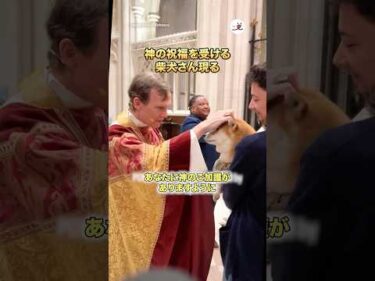 神の祝福を受ける柴犬さん現る｜PECO