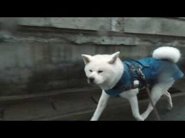 【秋田犬ゆうき】飼い主が寝坊したせいで雨のお散歩になったのに早く歩けと急がされる理不尽さ【akita dog】