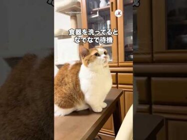 食器を洗ってるとなでなで待機｜PECO