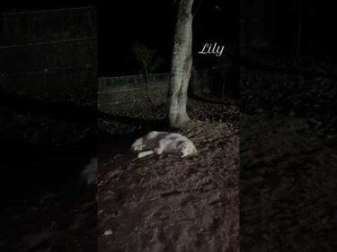 Lily リリー #greatpyrenees #todaysrunrun #グレートピレニーズ #今日のルンルン