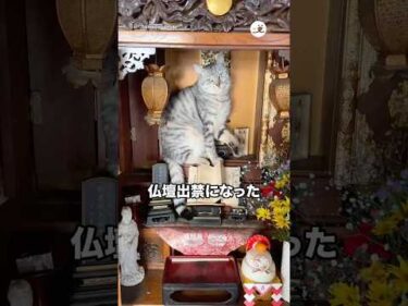 仏壇出禁になった実家猫｜PECO