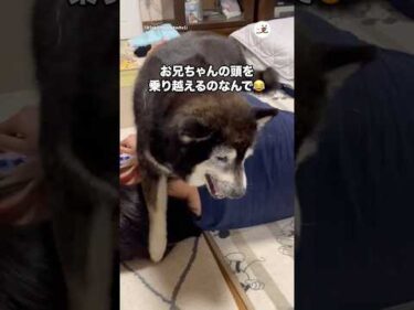 わざわざお兄ちゃんを乗り越えるのなんで？｜PECO