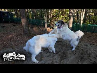 いまいち厳しく指導しきれないアラン似の優しいベルです　Great Pyrenees　グレートピレニーズ